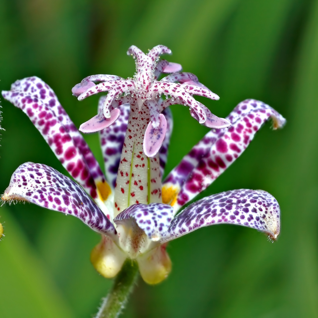 Tricyrtis hirta