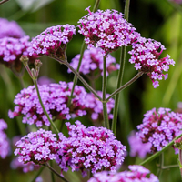 Verbena bonariensis
