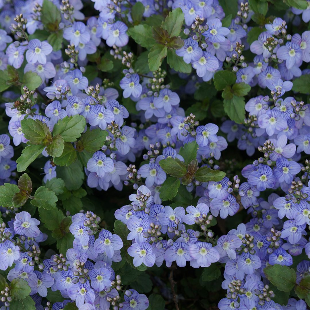 Veronica hybrid 'Waterperry Blue'