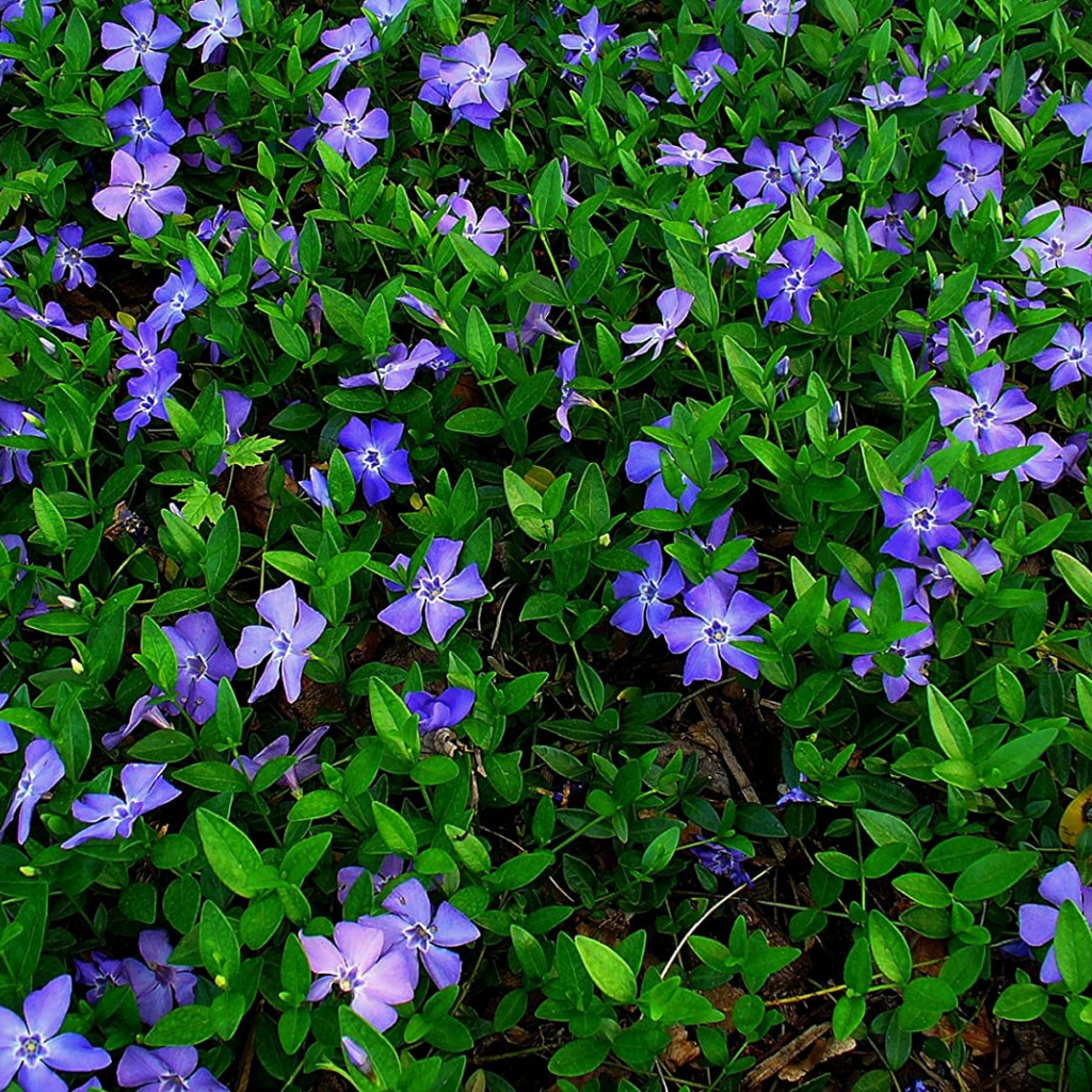 Vinca minor | Hardy Groundcover | Ontario Grown & Delivered Vinca minor | Hardy Groundcover | Ontario Grown & Delivered