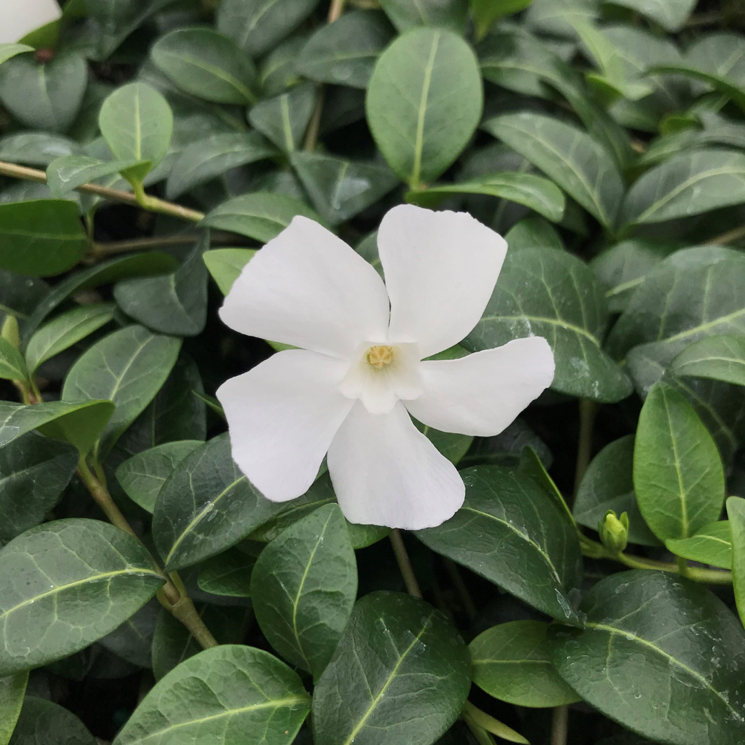 Vinca minor 'Alba'