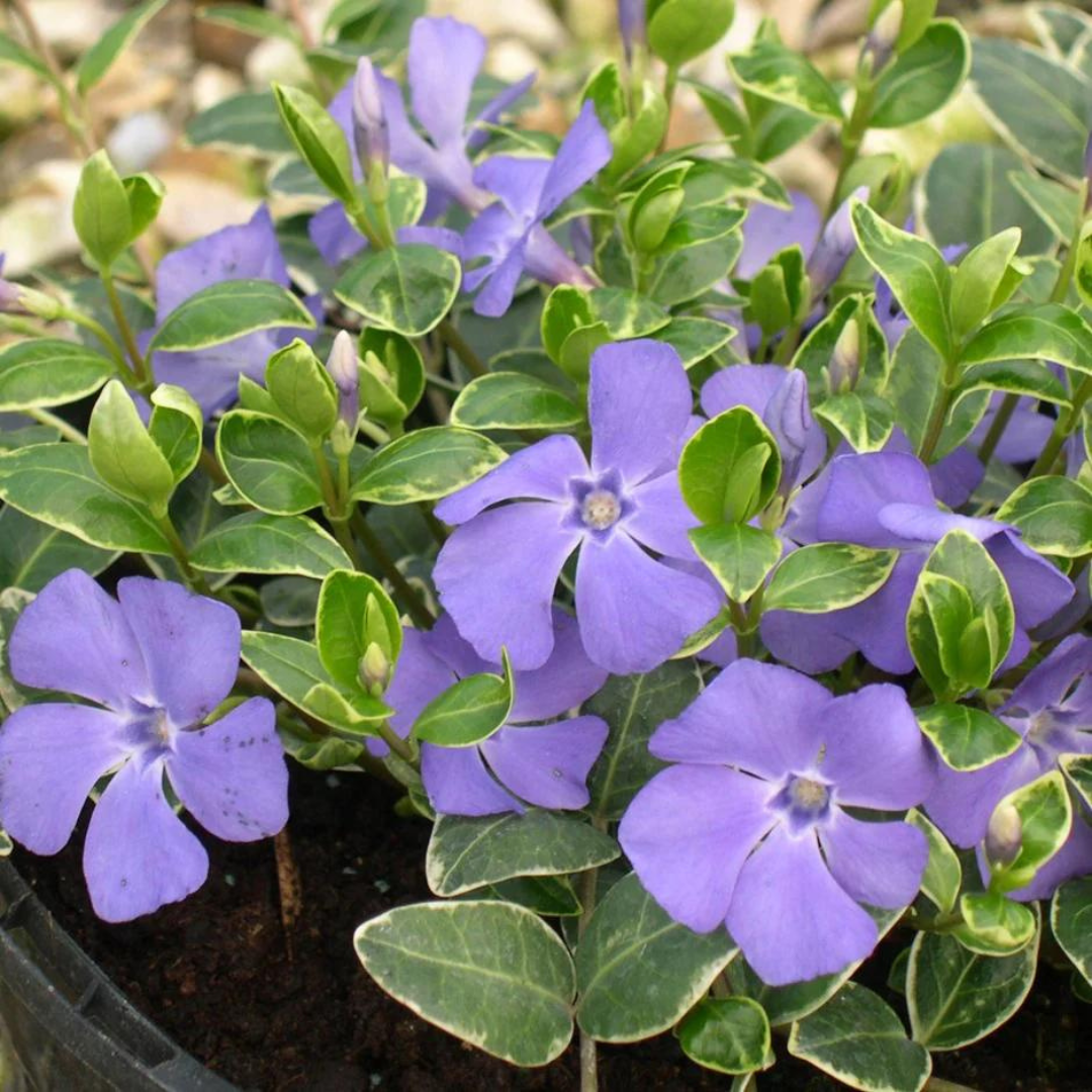 Vinca minor 'Ralph Shugert'