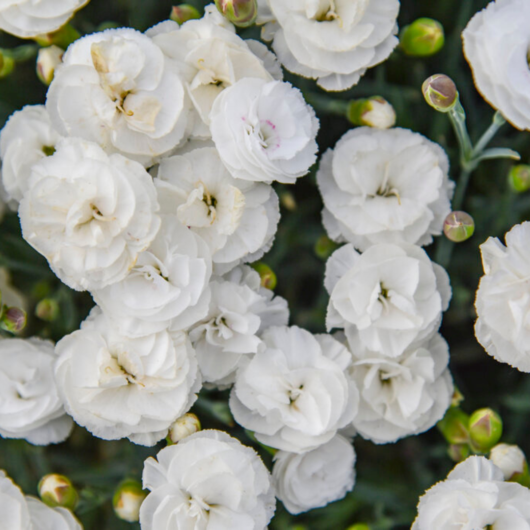 Dianthus Fruit Punch® 'Whipped Cream'