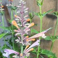 Agastache 'Pinky Pie'