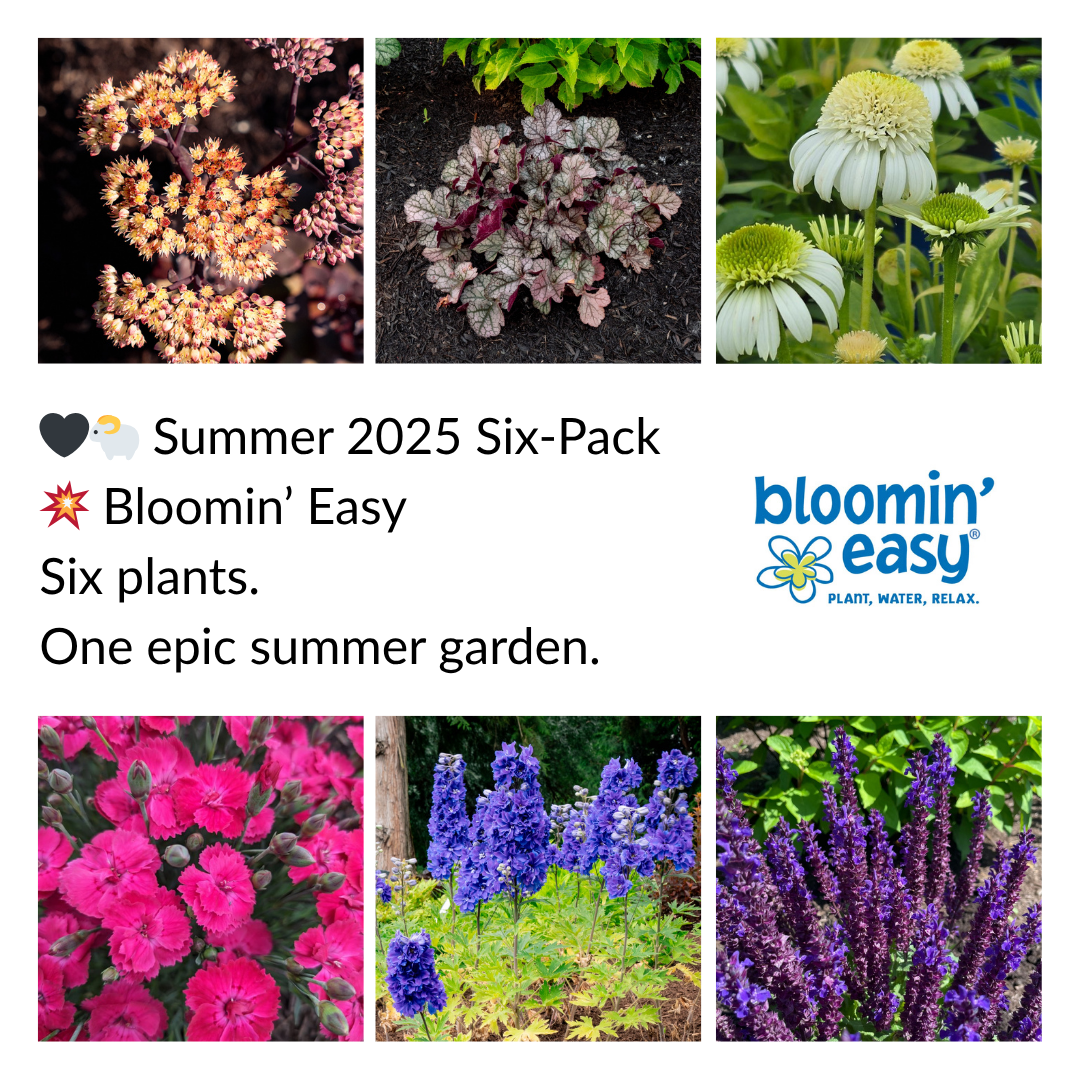The Only Six-Pack You Need – Bloomin’ Easy Summer 2025