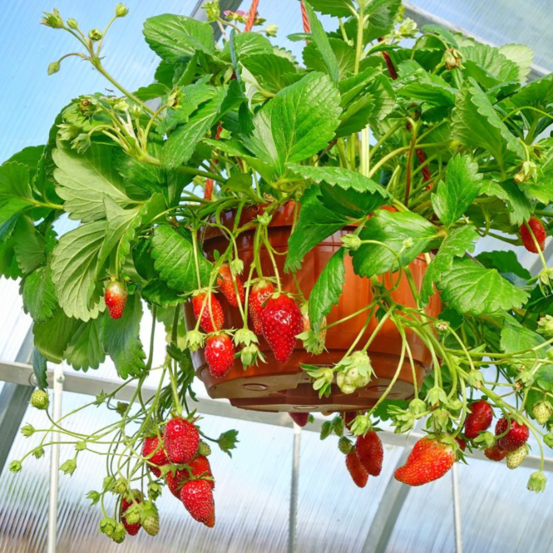 eversweet strawberry hanging basket