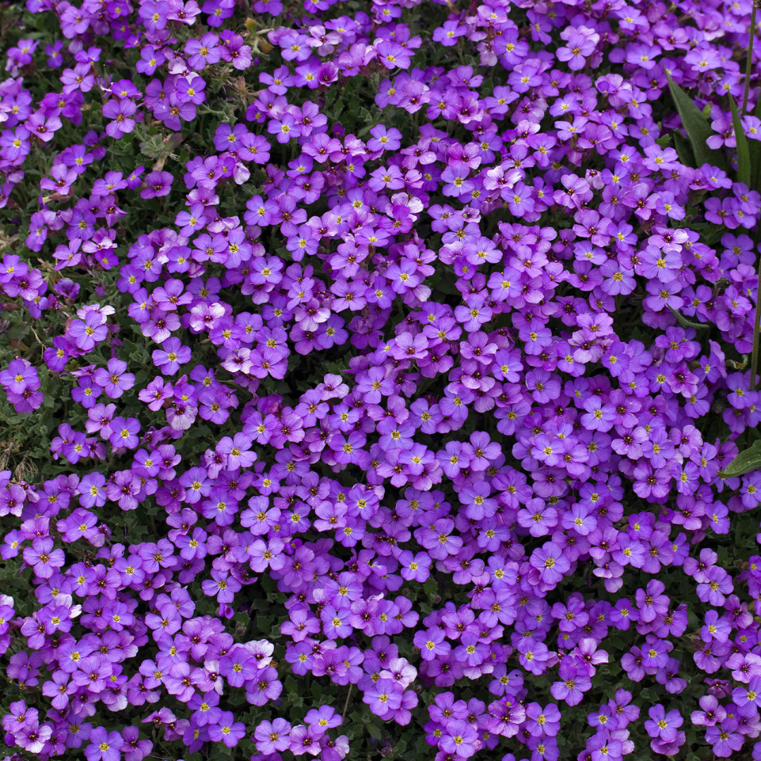 Products – Page 8 – Black Sheep Perennials Products – Page 8 – Black Sheep Perennials